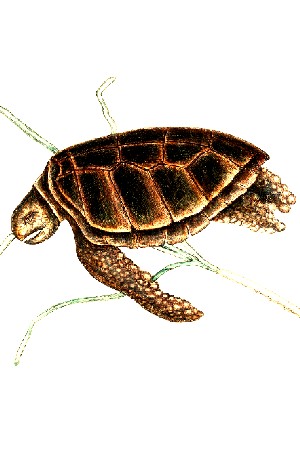 Green Turtle